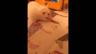 Yum yum yum yum yum yu. Yum yu yum