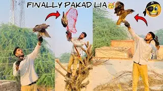 Eagle ko Aj Pakad Liya😱 | Easy Eagle Trap Using Net😍 | How to Catch Eagle | Catch Eagle By Hand