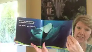 Manta Rays