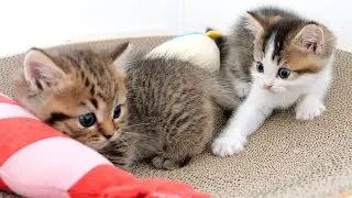 Kitten Fifi said to Lili, 