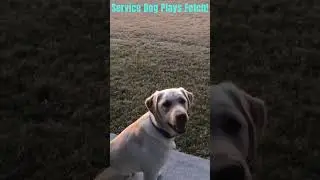Do Service Dogs get free time?  Click to find out! #shorts