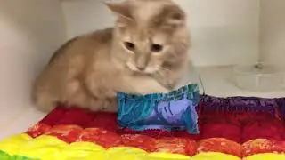 Shelter Animals with Beds, Toys & Treats Compilation 2025