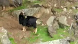 Goats on Gulf Islands, BC