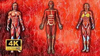 Объяснение мышечной системы менее чем за 4 минуты!