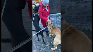 The story of Sasha and shadow