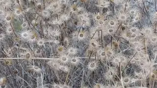 Gray flowers - Apos B-roll (Free to Use HD Stock Video Footage)