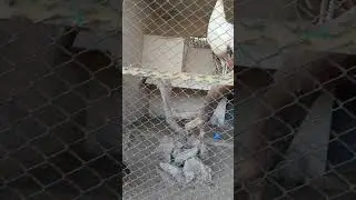 Beautiful Black Shoulder Blue Peacock Pavo Cristatus Nigripennis. #shortvideo #birds #peacock