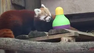 Red Panda Snuggles