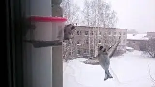Щеглы в кормушке за окном (Goldfinches in the feeder outside the window)