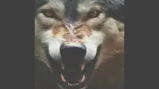 Feesten met de wolf