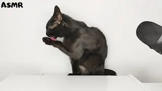Cat Grooming ASMR