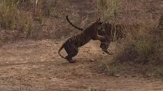 Tadoba - Tiger and her cub W female