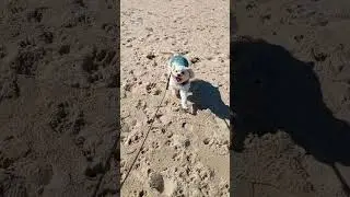 Cavapoo on the beach