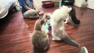 RagaMuffin Kittens - Imperial Rags