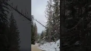 Falling standing dead trees