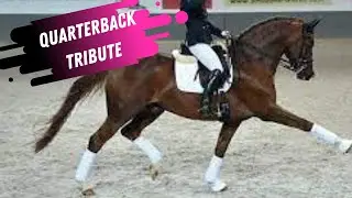 Quaterback Elite Dressage Stallion Tribute (2003 - 2021)