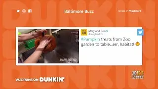 Baltimore Buzz: Animals At The Maryland Zoo Receive Halloween Treat