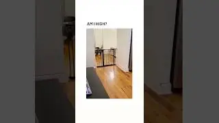 AM I HIGH?