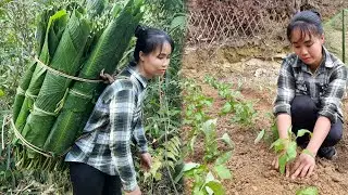 Harvesting dong leaves to sell to traders - growing vegetables in the garden | L&yacute; Thương