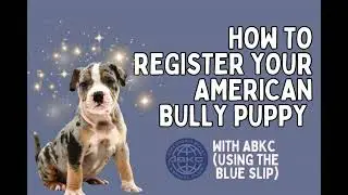 How to Register Your American Bully Puppy with ABKC (Step by Step)