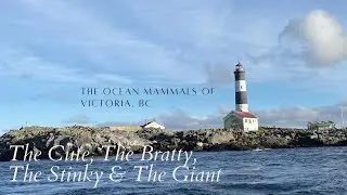 Sea Creatures of Vancouver Island