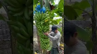 Panen pisang FHIA-17