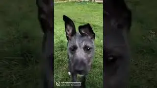 National Rescue Dog Day - Oak Tree Animals' Charity