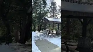 Sequoia National Park #sequoia #snow #2026 #winter #route #chains #nationalpark #us #sunnysnow