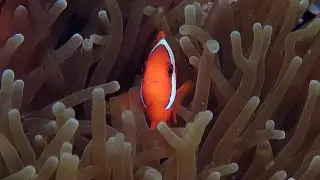 Amazing diving at Ticao Island.