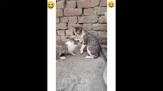 cat vs rabbit #shorts