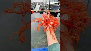 Discover the AMAZING Basket Star, a Deep-Sea Survivor!
