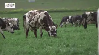 La ferme des cara-meuh 2017 troph&eacute;e du D&eacute;veloppement Durable 2017