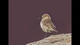 The ground tit, Tibetan ground-tit or Hume's ground-tit (Pseudopodoces humilis)