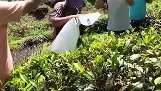 One Men Tea Leaves Harvester Tea Plucking Machine