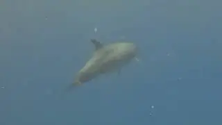 Diving.DE Abu Dabab-  House Reef: meeting a dolphin