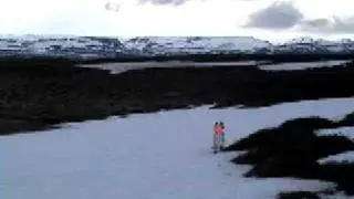 English setter hunting ptarmigan rype goose grouse