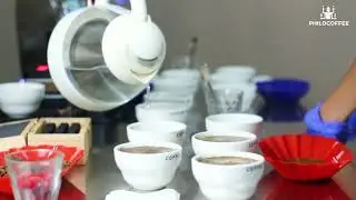 Coffee Cupping | Uji Citarasa Kopi | Philocoffee | Kopi Indonesia