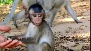 Update Orphan Carlino Crying Very Loudly While Hungry Food   Poor Baby Orphan Carlino Crying