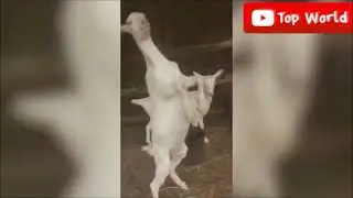 Goats Screaming Like Humans, Try Not to Laugh 🐐 😲 😀 😂 🤣 February 2021 Compilation