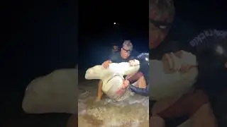 Unhooking BIG HAMMERHEAD SHARK ⁉️ #sharkfishing #fishing #lbsf #sharks #hammerhead