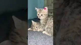 lovely cats ❤️ #funny #sound #cats #catvideos #bottle #cat #kitten
