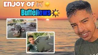 Buffelows are enjoying in swiming poll 😱😍 #vlog #longvlog #souravjoshivlogs