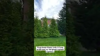 Thuja Green Giants vs. Leyland Cypress for privacy