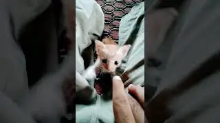 Little Kitten&rsquo;s Big Energy 😂🐾 #foryou #shorts #viral