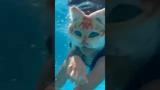 SWIMMING KITTY !! 🐟 [ #alterhuman #therian #furry #quadrobics #cat ]