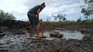working in the pond and find a mangrove shell