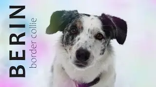 Berin border collie ⭑amazing⭑ dog tricks ♥