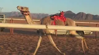 الشوط الرئيسي للبكار اللقايا 4كم (أشواق) لـ مفلح حمدان الحويطي 1443/6/26 هـ