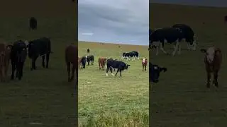 #stonehenge #cattle #cow #british #breed #wildlife #nature#travel #fun #england #london #uk #shorts