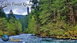 Relaxing Nature Sounds - 4K UHD Scenic Forest River - Umpqua River Oregon